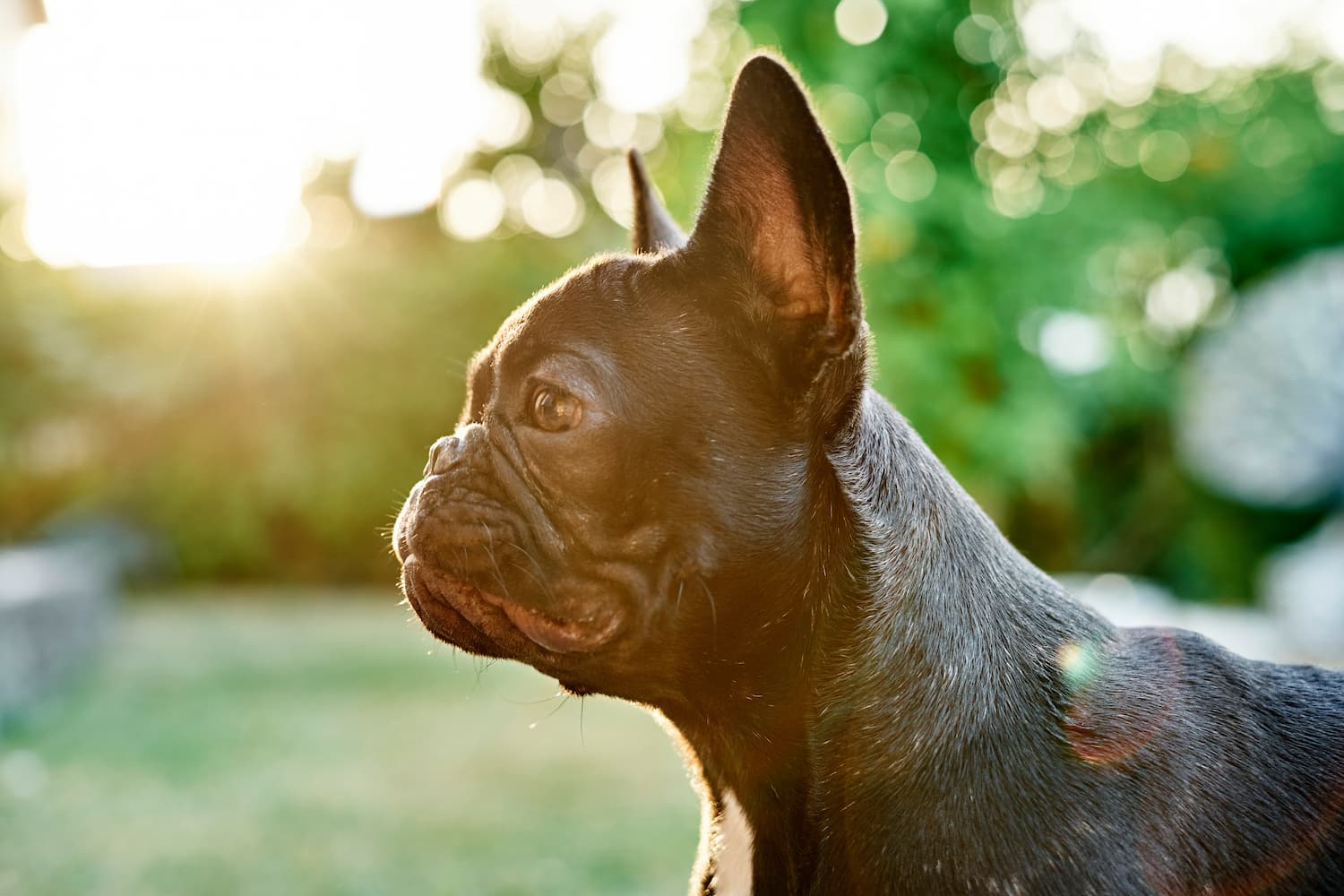 Summer Heat and Your Pet: Essential Tips for Preventing Heat Stroke
