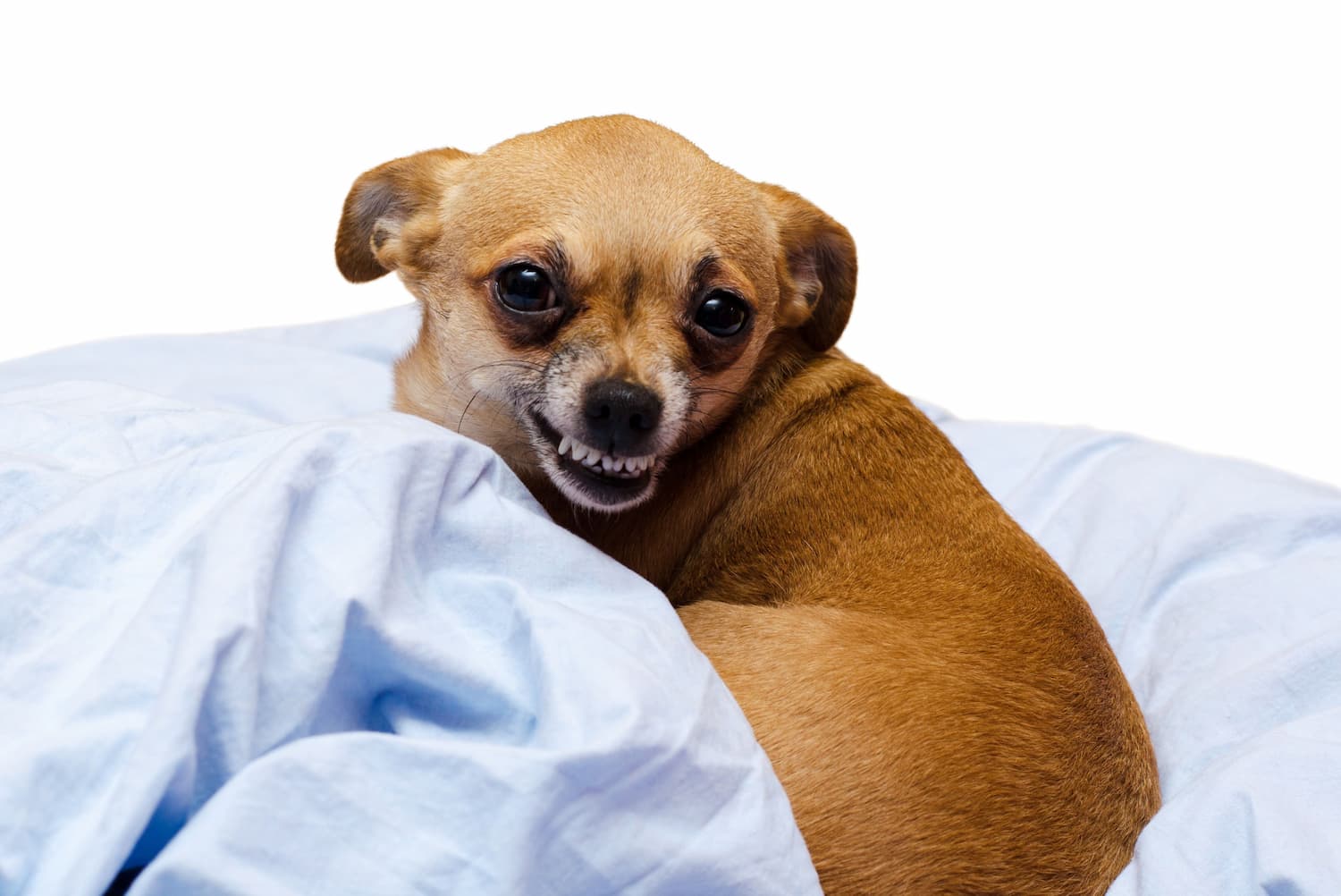 Your Guide to Preventing Dog Bites and Knowing What to Do if One Happens